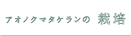 アオノクマタケランの栽培