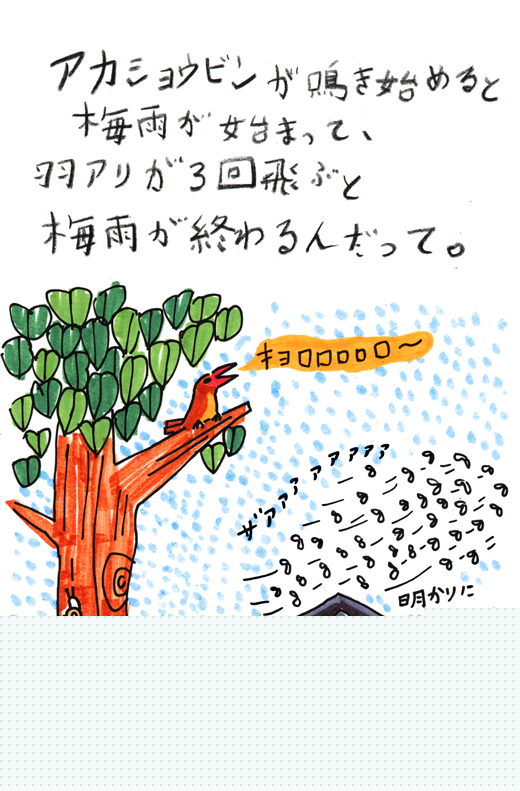 自然から知恵をもらって生きている、奄美の人たちは素晴らしい（1）