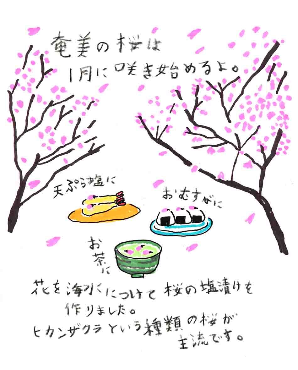 奄美の桜は・・・