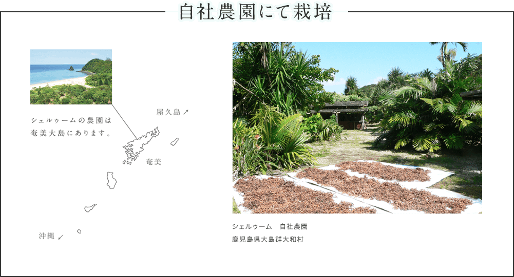 自社農園にて栽培 シェルゥーム 自社農園 鹿児島県大島群大和村