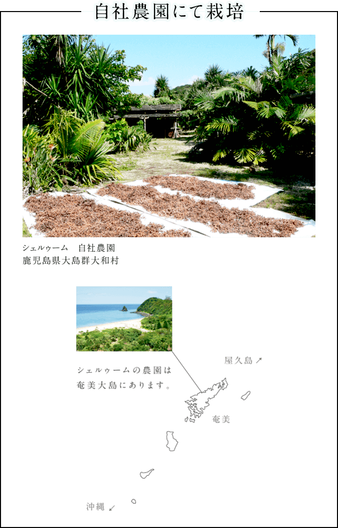 自社農園にて栽培 シェルゥーム 自社農園 鹿児島県大島群大和村